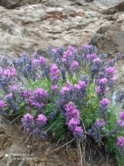 Oxytropis coerulea