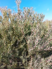 Leucadendron cinereum