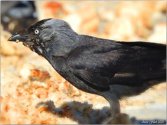 Corvus monedula