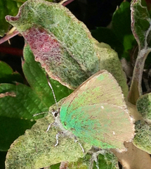 Callophrys viridis