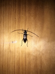 Phoracantha semipunctata