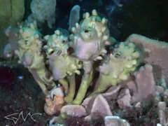 Pyura spinifera