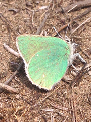 Callophrys viridis