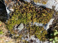 Racomitrium fasciculare
