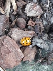 Harmonia axyridis