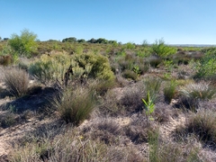 Leucadendron cinereum
