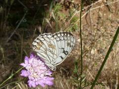 Melanargia arge