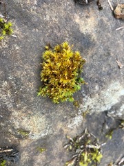 Orthotrichum pulchellum