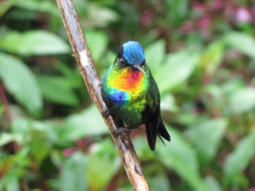 Panterpe insignis