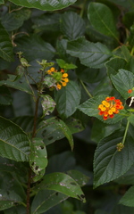 Heliconius charithonia ramsdeni