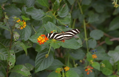 Heliconius charithonia ramsdeni