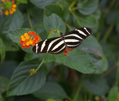Heliconius charithonia ramsdeni