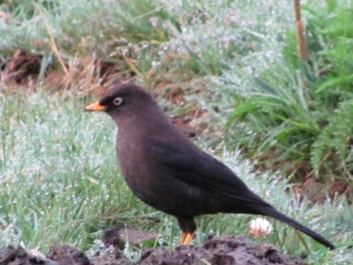 Turdus nigrescens