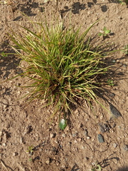 Carex secalina
