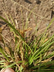 Carex secalina