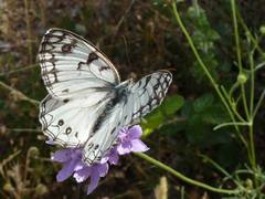 Melanargia arge