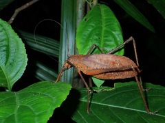 Characta kinabaluensis