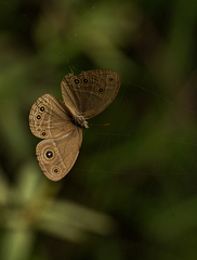 Brakefieldia simonsii