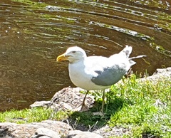 Larus argentatus