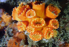 Australopsammia aurea