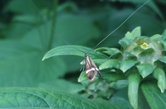 Nemophora degeerella