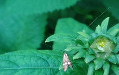 Nemophora degeerella