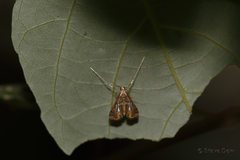 Margarosticha euprepialis
