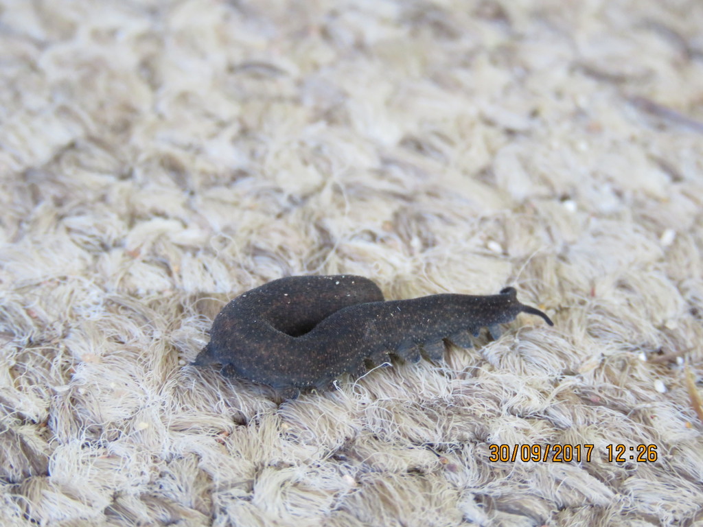Occiperipatoides