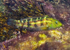 Green Senator Wrasse photo 1
