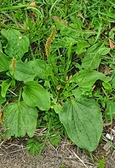 Plantago major