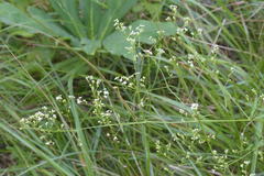 Galium laevigatum