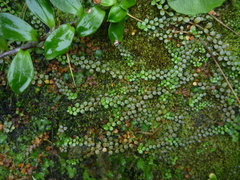 Epilobium komarovianum