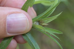 Centaurea rhaetica