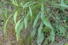 Centaurea rhaetica