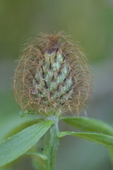 Centaurea rhaetica