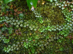 Epilobium komarovianum