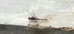 Bradinopyga geminata