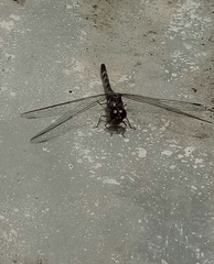 Bradinopyga geminata