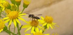 Andrena denticulata