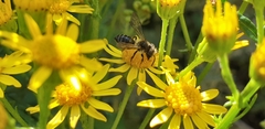 Andrena denticulata