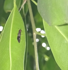 Stratiomyidae