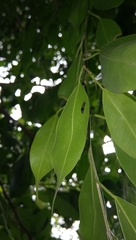 Stratiomyidae