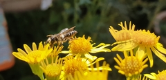 Megachile