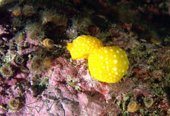 Doris chrysoderma