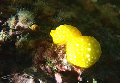 Doris chrysoderma