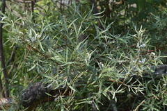 Salix eleagnos