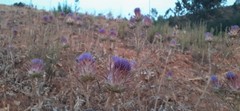 Cynara algarbiensis