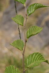 Ostrya carpinifolia