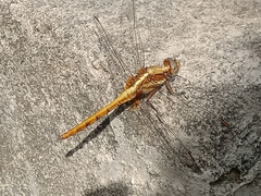 Orthetrum glaucum