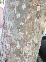 Platanus × hispanica